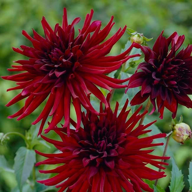 Black Forest Cake Dahlia Collection - Image 2