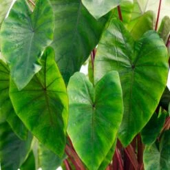 Royal Hawaiian® Hawaiian Punch Elephant Ear