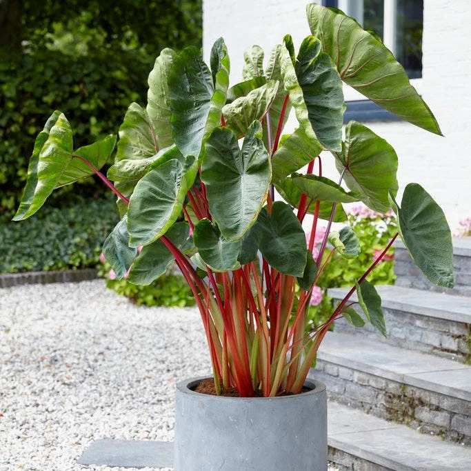 Touch Of Drama Elephant Ear Collection