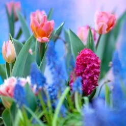 Rhapsody Bulb Collection