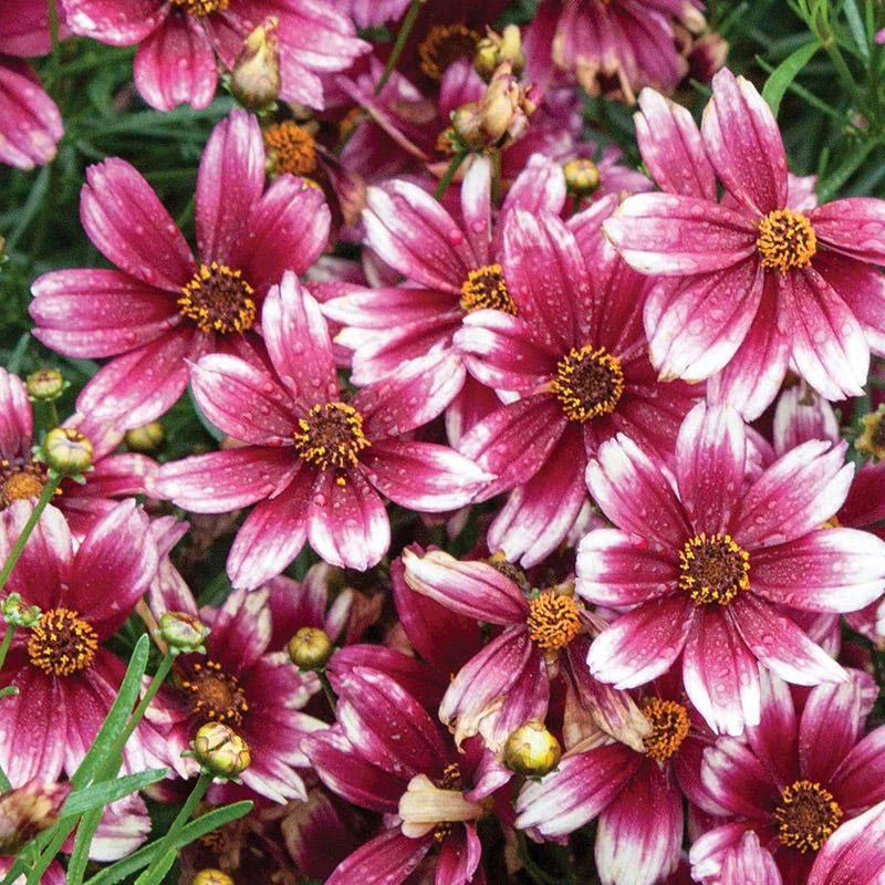 Berry Chiffon Coreopsis - Image 2