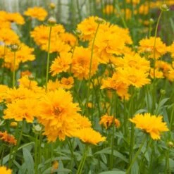 Early Sunrise Coreopsis