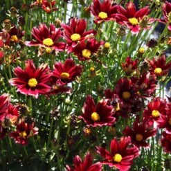 Li'l Bang™ Red Elf Coreopsis