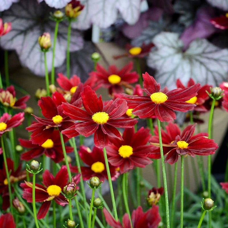 Li'l Bang™ Red Elf Coreopsis - Image 2