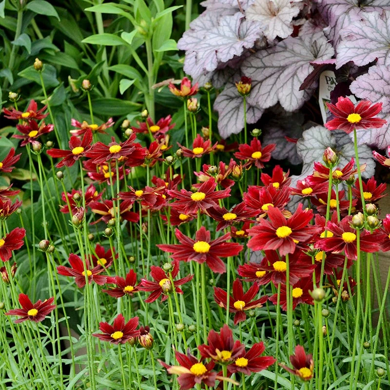 Li'l Bang™ Red Elf Coreopsis - Image 3