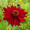 Dwarf Coreopsis Seeds Red Plains