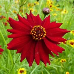 Dwarf Coreopsis Seeds Red Plains
