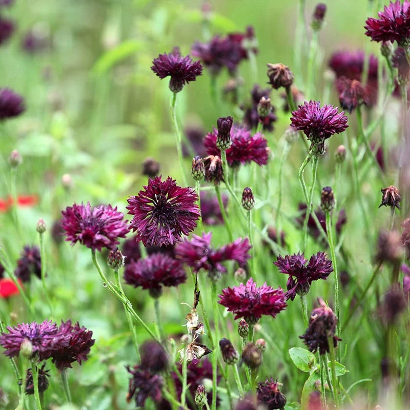 Burgundy Wildflower Seed Mix - Image 3