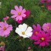 Cosmos Seeds Dwarf Sensation Mix - Early Blooming