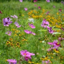 Southwest Wildflower Seed Mix