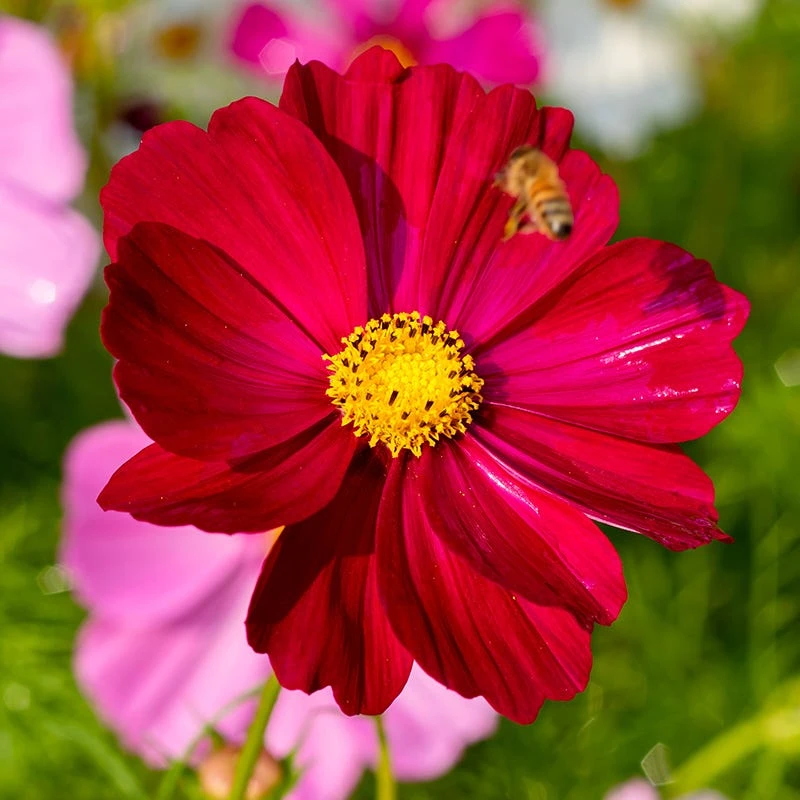 Good Karma Cosmos Seed Collection - Image 4