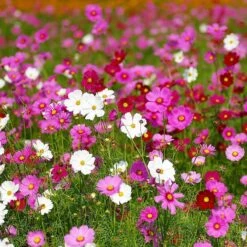 Cosmos Seeds
