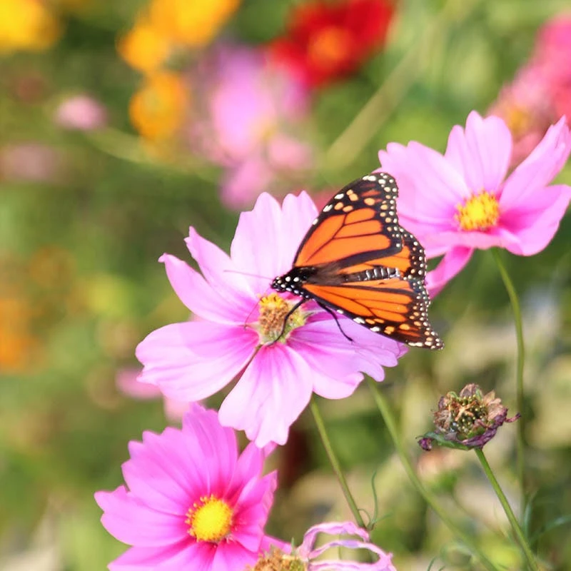 Butterfly & Hummingbird Wildflower Seed Mix - Image 2