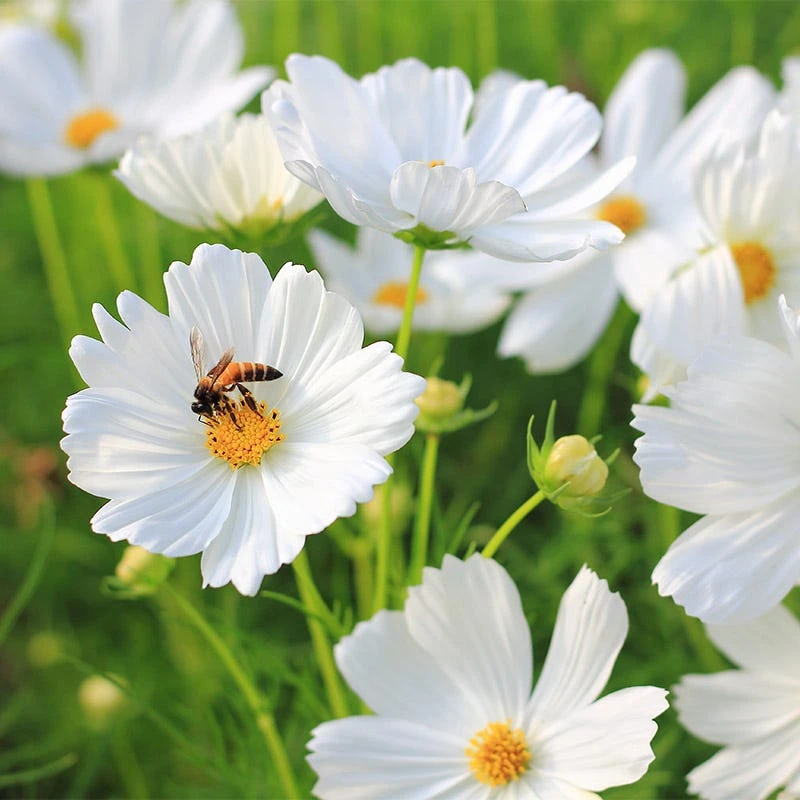 Cosmos Seed Mix - Image 4