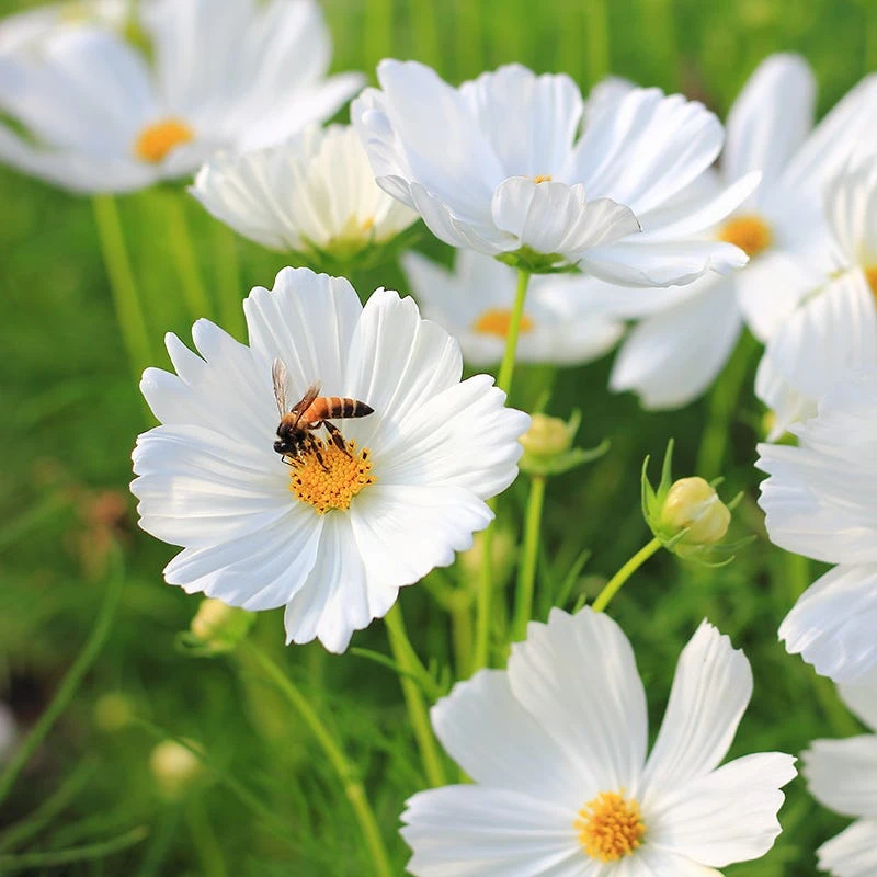 Good Karma Cosmos Seed Collection - Image 2