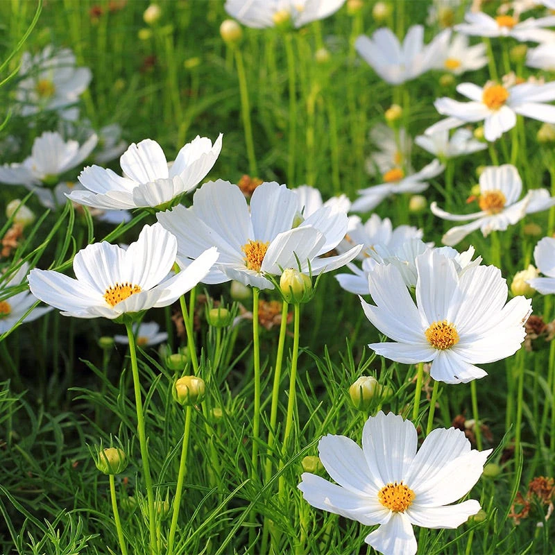 Cosmos Seeds Purity - Image 5