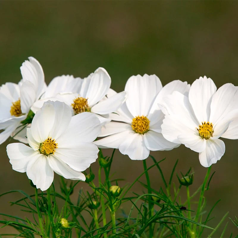Cosmos Seeds Purity - Image 4