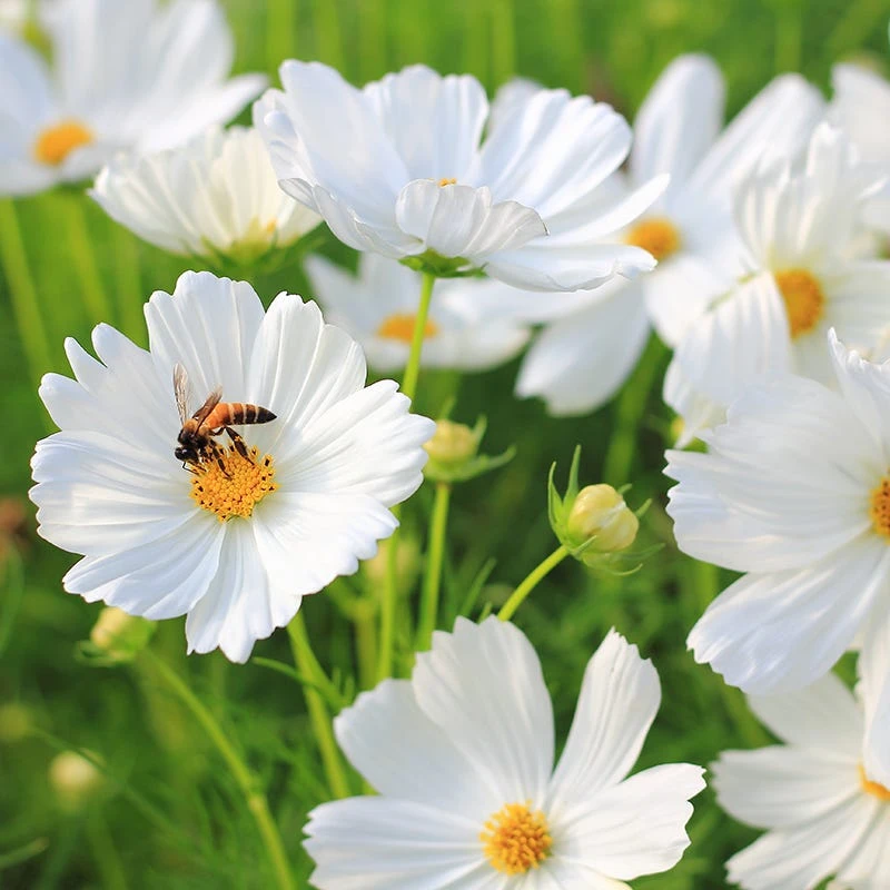 White Wildflower Seed Mix - Image 3
