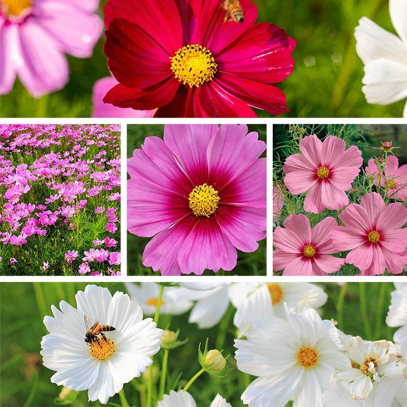 Cosmos Seed Mix - Image 9