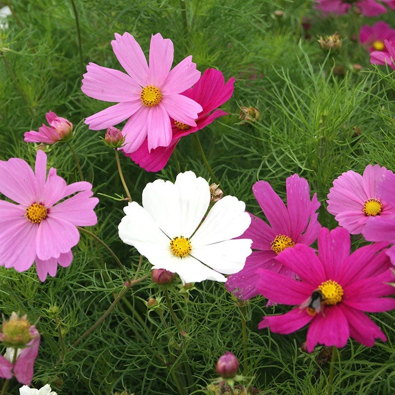 Cosmos Seeds Dwarf Sensation Mix - Early Blooming - Image 3