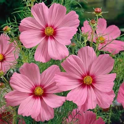 Cosmos Seed Mix - Image 7