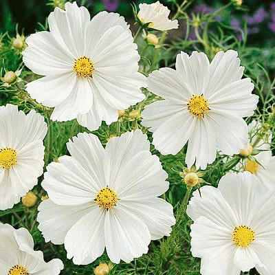 Cosmos Seeds Purity