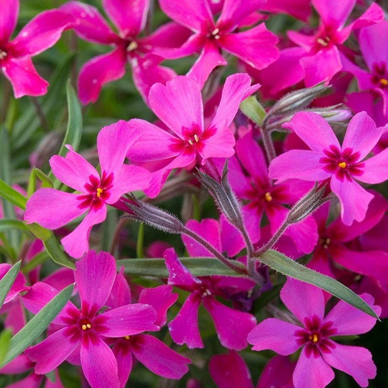 Scarlet Flame Creeping Phlox - Image 2