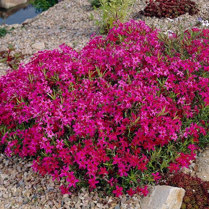 Scarlet Flame Creeping Phlox - Image 5