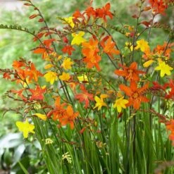 Crocosmia Mix