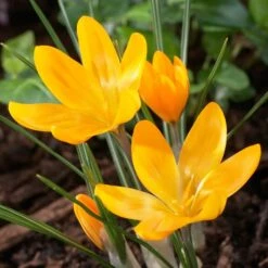 Yellow Mammoth Dutch Crocus