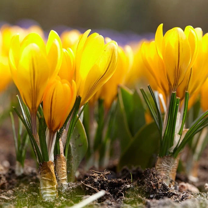 Yellow Mammoth Dutch Crocus - Image 3