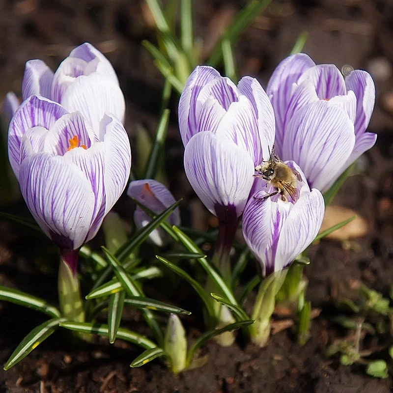 Pickwick Dutch Crocus - Image 4