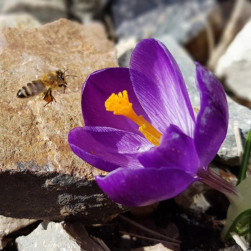 Ruby Giant Snow Crocus - Image 4