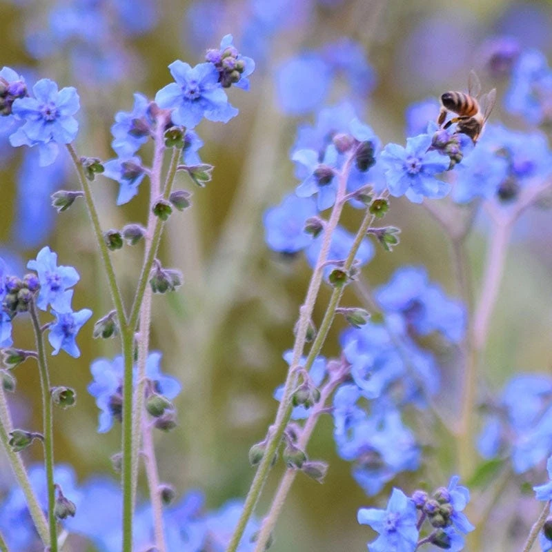 Chinese Forget-Me-Not Seeds - Image 5