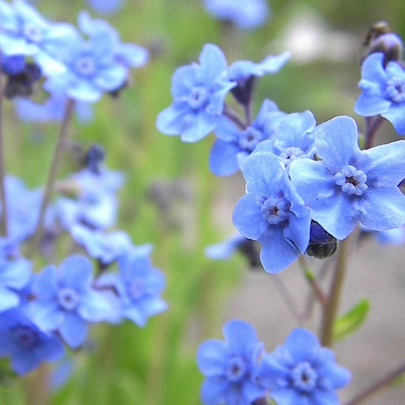 Chinese Forget-Me-Not Seeds - Image 8