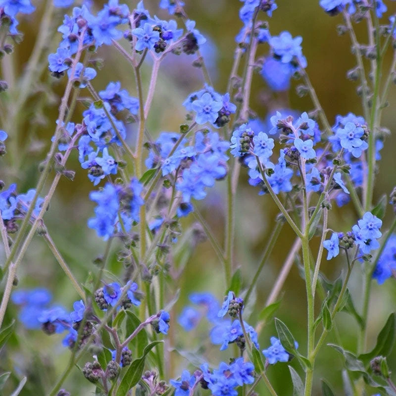 Chinese Forget-Me-Not Seeds - Image 2