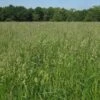 Orchard Grass Seeds