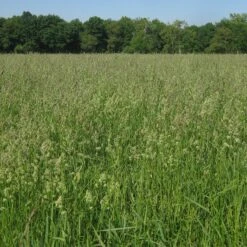 Orchard Grass Seeds