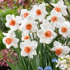 Cool Flame Large Cupped Daffodil