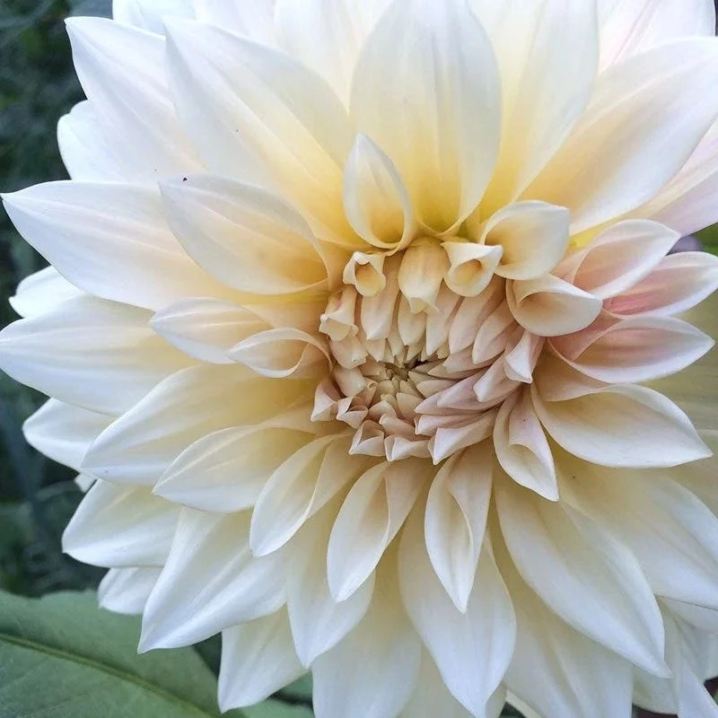 Cafe Au Lait Dinner Plate Dahlia - Image 7
