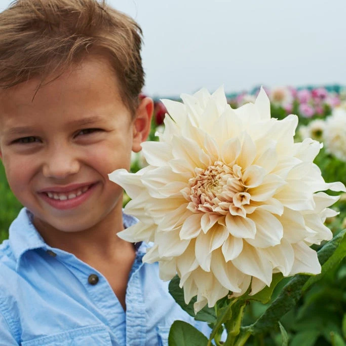 Cafe Au Lait Dinner Plate Dahlia - Image 2