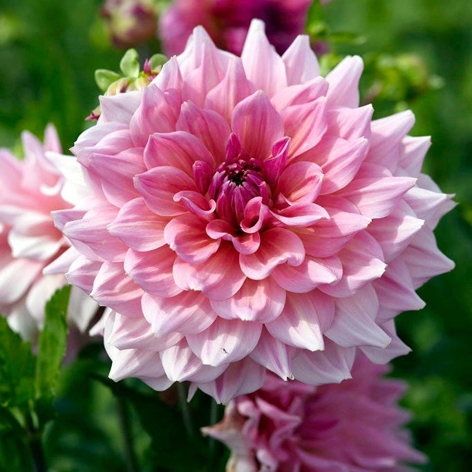 Brilliant Burst Dinner Plate Dahlia Collection - Image 3