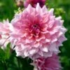 Otto's Thrill Dinner Plate Dahlia