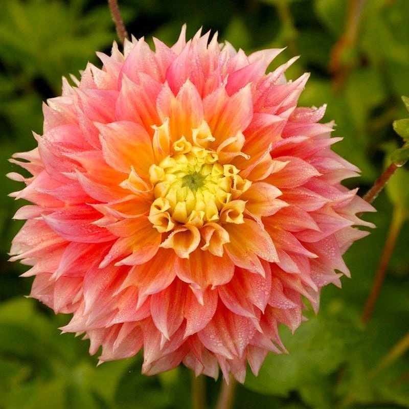 Brilliant Burst Dinner Plate Dahlia Collection