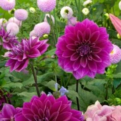 Thomas Edison Dinner Plate Dahlia