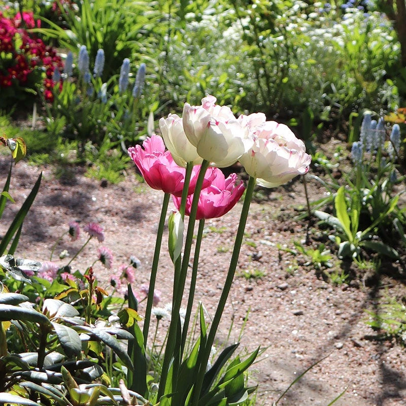 Danceline Double Late Tulip - Image 3