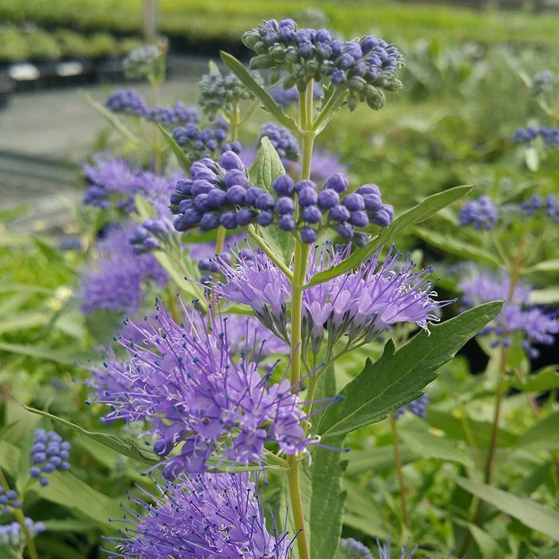 Dark Knight Bluebeard - Image 3