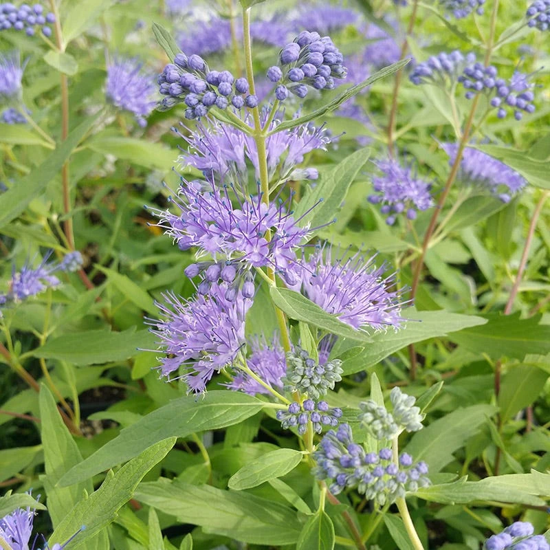 Dark Knight Bluebeard - Image 2