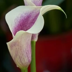 Da Vinci Calla Lily