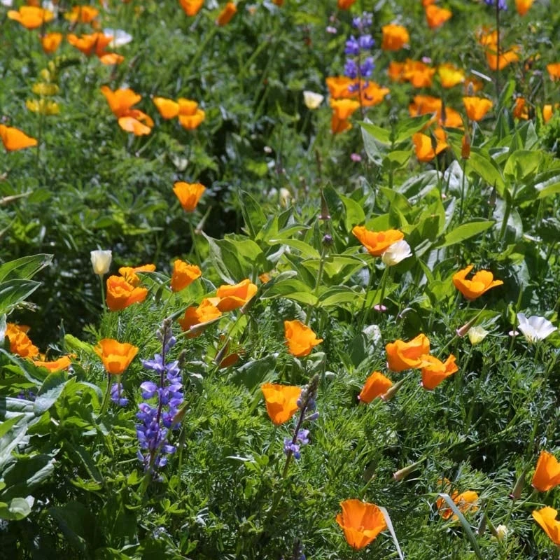 Deer Resistant Wildflower Seed Mix - Image 14